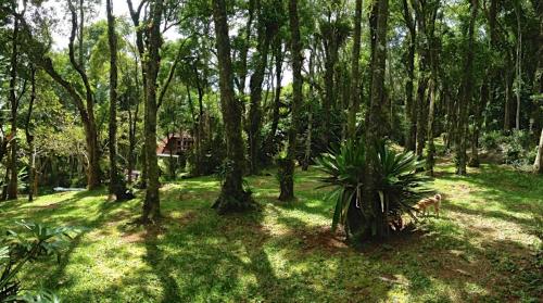 a forest with trees and a dog in the grass at Casa da Pedra Atibaia Clube da Montanha in Atibaia