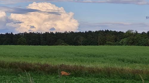a cat sitting in the middle of a field at 4 Sterne-Haus am See in Waren