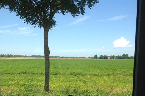 a tree in the middle of a green field at Dijkhuisje Zeeland in Waterlandkerkje