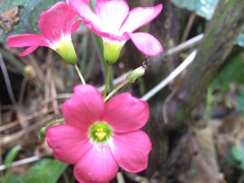 a group of pink flowers on a plant at Dijkhuisje Zeeland in Waterlandkerkje