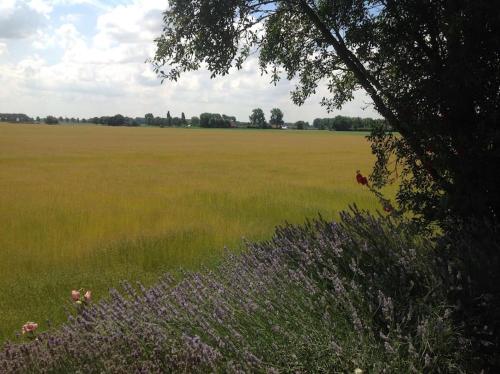 a field of grass with purple flowers and a tree at Dijkhuisje Zeeland in Waterlandkerkje