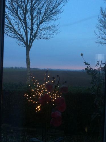 a tree with lights in front of a window at Dijkhuisje Zeeland in Waterlandkerkje