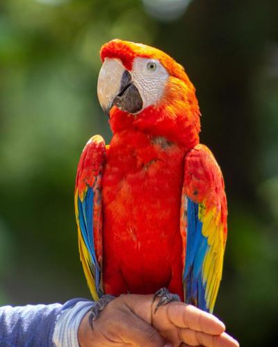 a colorful parrot sitting on a persons hand at Hotel Agroturistico Palma Vino in Arboletes