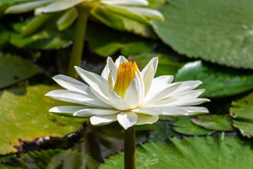 a white and orange flower in a pond at Hotel Agroturistico Palma Vino in Arboletes