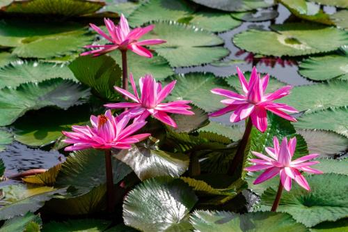 a group of pink water lilies in a pond at Hotel Agroturistico Palma Vino in Arboletes