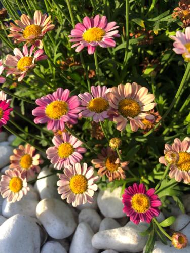 a bunch of pink flowers on a pile of rocks at Teacook Marrakech in Ouled el guerne