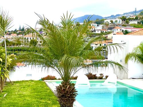 a palm tree in front of a swimming pool at Susy’s Garden in Funchal
