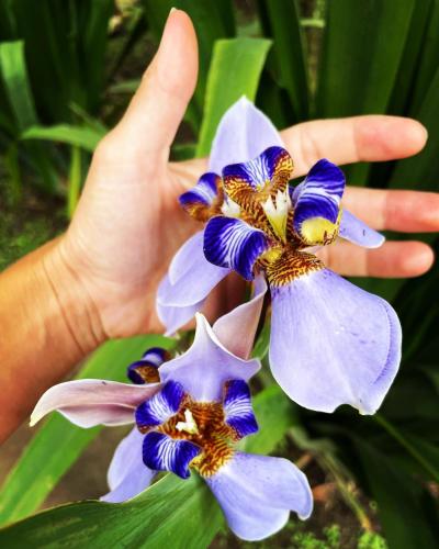 a person holding a bunch of purple and blue flowers at Perla Negra Beachfront in Puerto Viejo