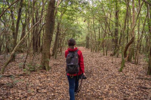 a person with a backpack walking on a trail in the woods at TSUDOI guest house in Unzen