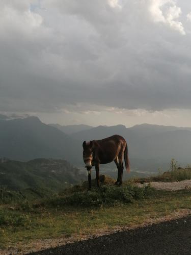 Zvířata v apartmánu nebo okolí
