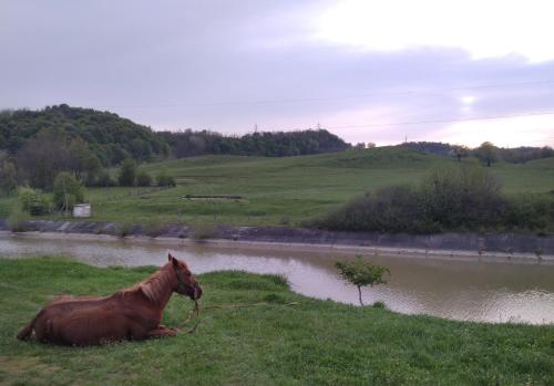 a horse laying in the grass next to a river at LA LIVADA in Valea Danului