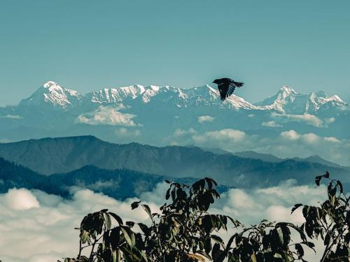 two birds flying over a mountain range with mountains at Zenoaks Homestay in Almora