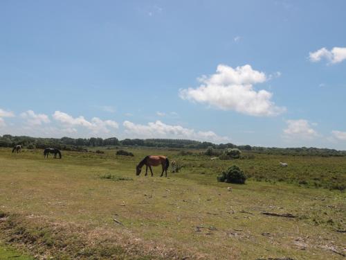 a group of horses grazing in a field at 7 Church Lane in Lymington