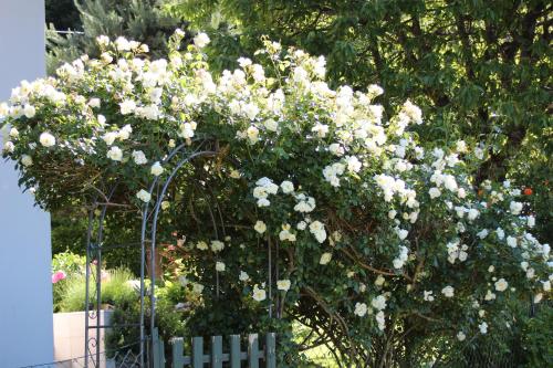 a bush with white flowers behind a fence at Ferienhaus Familie Zimmermann in Keutschach am See