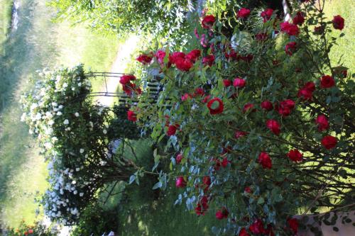 a bunch of red roses in a hanging basket at Ferienhaus Familie Zimmermann in Keutschach am See