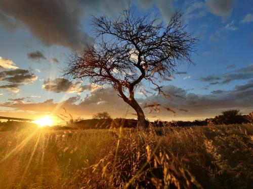 a tree in a field with the sunset in the background at Ai Aiba - The Rock Painting Lodge in Omaruru