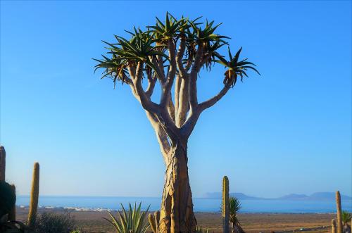 a palm tree in the middle of the desert at EL REFUGIO in Famara