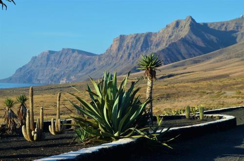a view of a desert with a palm tree and mountains at EL REFUGIO in Famara