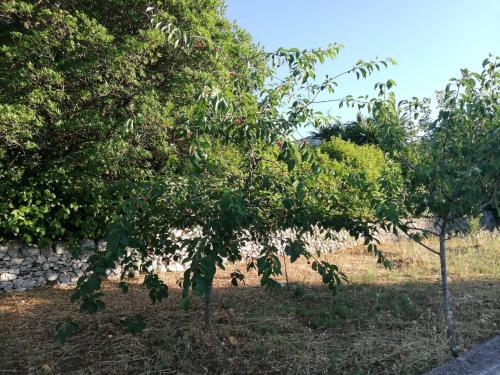 a group of trees in a field next to a wall at Ciao b&b in Selva di Fasano