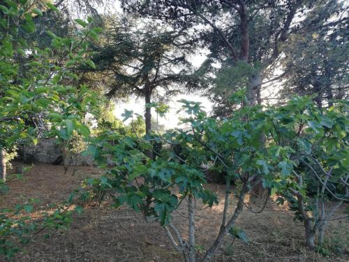 a group of trees in a wooded area at Ciao b&b in Selva di Fasano