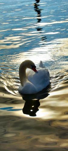 a white swan swimming on a body of water at Ferienhäuschen am Traunsee in Altmünster