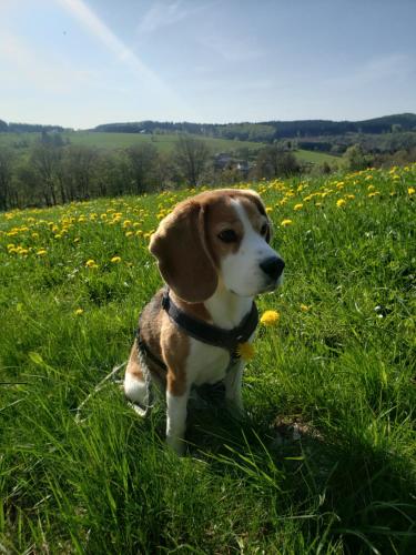 a brown and white dog sitting in a field of grass at Sonnen Panorama - Abenteurer und Weltentdecker in Winterberg