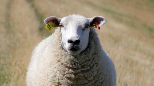 a sheep with tags in its ear standing in a field at Schäferwagen Tiny House auf dem Friesenhof in Pellworm