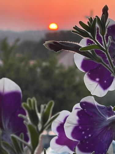 a group of purple flowers with the sunset in the background at Villa Natalija in Medulin