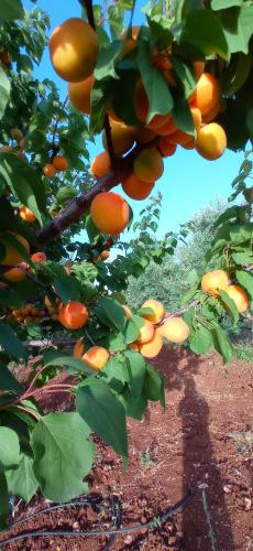 a bunch of oranges hanging from a tree at Tenuta Don Monaco - Agriturismo in Santa Cesarea Terme
