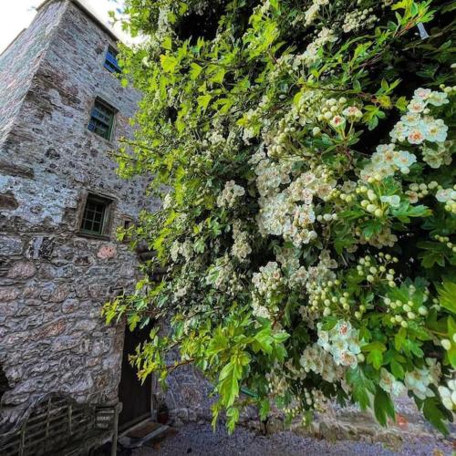 a bush of flowers on the side of a building at Buittle Castle Exclusive Use- Stay in your own Castle! in Castle Douglas