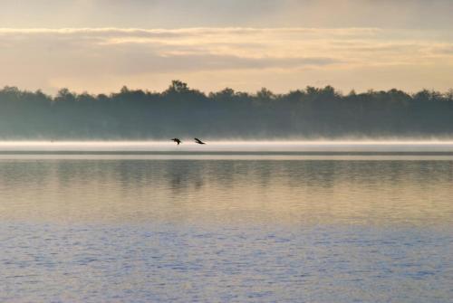 two birds flying over a body of water at B&B De Meije in Nieuwkoop