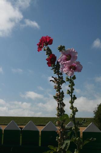 a vase filled with flowers next to a fence at Schäferwagen Tiny House auf dem Friesenhof in Pellworm