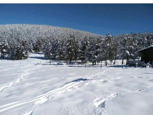 pokryte śniegiem pole z drzewami i górą w obiekcie Apartamento en el pirineo catalan w mieście Sant Jordi de Cercs