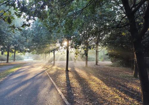 a tree lined road with the sun shining through it at 6 a casa in Milan