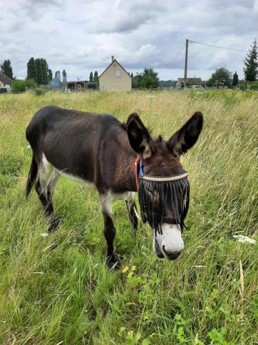 a donkey standing in a field wearing a muzzle at Les deux anes in Veuves
