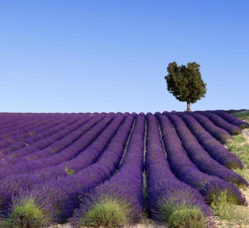 a tree in the middle of a lavender field at InterContinental Marseille - Hotel Dieu by IHG in Marseille