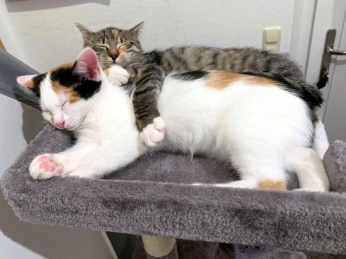 two cats laying on top of a cat tree at Tjarkshof in Friedrichskoog