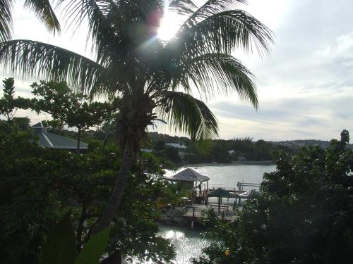 a palm tree in front of a body of water at Northshore Seaside Suites in Saint Johnʼs