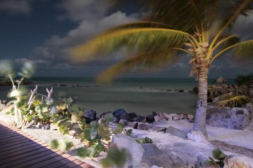 a palm tree on a beach with the ocean at Northshore Seaside Suites in Saint Johnʼs