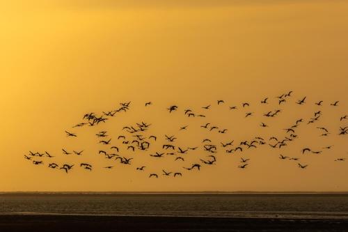 a flock of birds flying over the ocean at sunset at Flamingo Villas Boutique Hotel in Walvis Bay