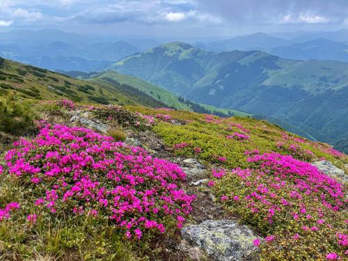 a bunch of pink flowers on a mountain at Pensiunea Nechita in Şanţ