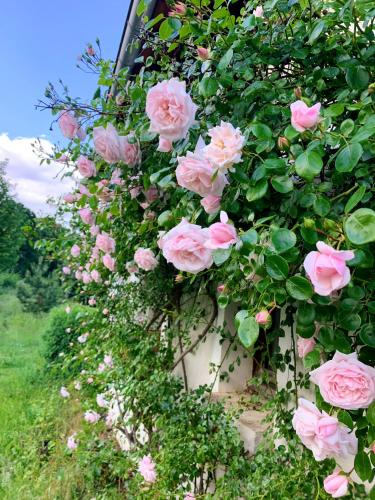 a bunch of pink roses in a pot at Maison chaleureuse à Vaucluse avec jardin spacieux 84 m² in Vaucluse