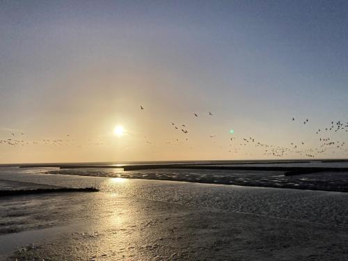 a flock of birds flying over a beach at Nordpalais vor Sylt in Emmelsbüll-Horsbüll