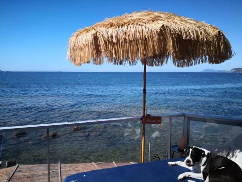 a dog laying on a table under a straw umbrella at Stella Maris in Hyères