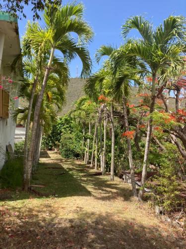 a row of palm trees next to a house at Boundless Bliss Hotel in St Thomas