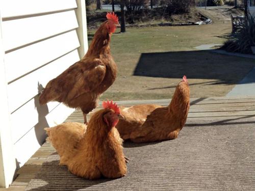 a group of chickens standing next to a house at Tailor Made Tekapo Accommodation - Hostel in Lake Tekapo