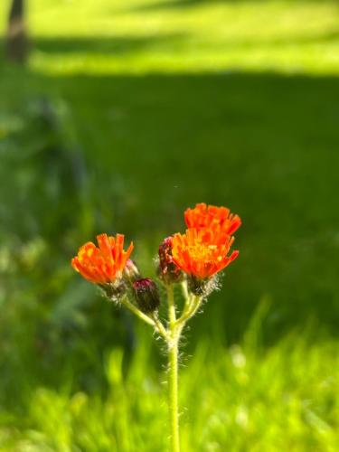 two orange flowers with a bee on top of them at De Aagt Tuyn in Schoorl