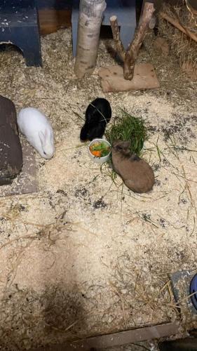 a group of animals laying on the ground at Tjarkshof in Friedrichskoog
