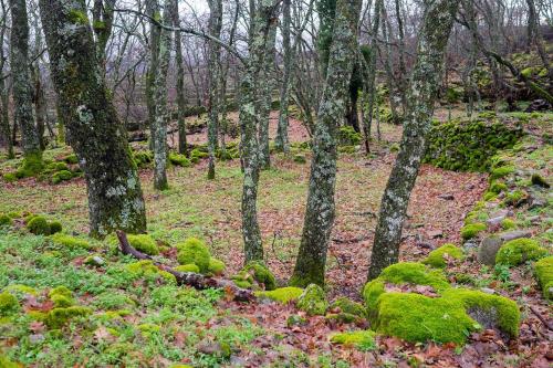 a forest with moss covered rocks and trees at Hotel CampusPHI in Acebo