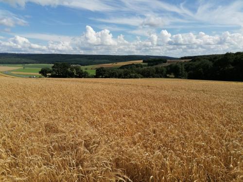 a large field of wheat with at Ferienwohnungen Am Kapellenberg Losheim am See in Losheim